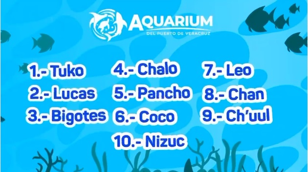 Ayúdanos a elegir el nombre del lobito marino del Aquarium de Veracruz